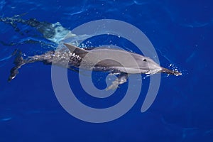 Wild Spinner dolphin close up