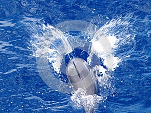 Wild Spinner Dolphin Splashing