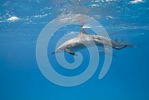 Wild Spinner dolphins.