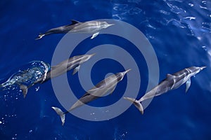 Wild Spinner dolphins in the Atlantic off North East Brazil
