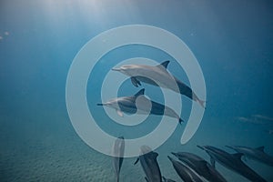 Pod of wild dolphins underwater