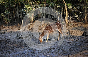 wild spotted deer