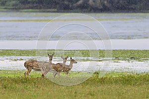 Wild Spotted deer