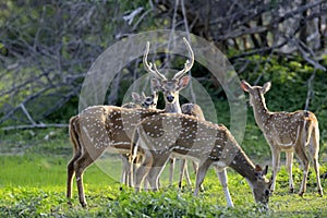 Wild Spotted deer