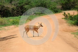 Wild Spotted deer