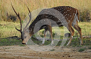 Wild spotted Deer, brown and white color deer, closeup photo