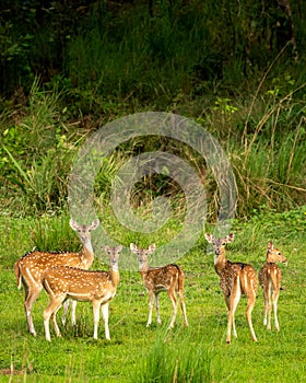 wild spotted deer or chital or axis deer family or herd or group alert curious face expression in natural scenic green background