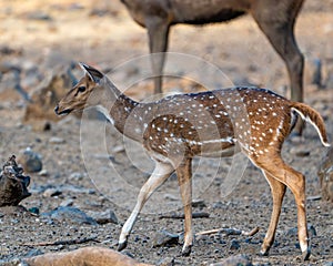 Wild Spotted deer (Chital deer) standing in a forest glade