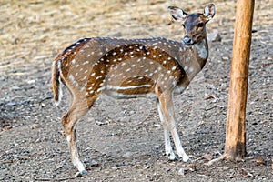 Wild Spotted deer (Chital deer) standing in a forest glade