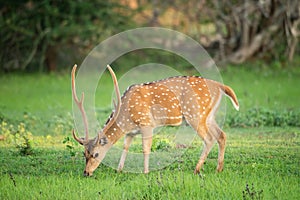Wild Spotted Deer eating grass in Yala National Park