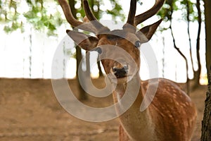 Wild spotted deer in the forest