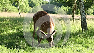 Wild spotted deer in the forest