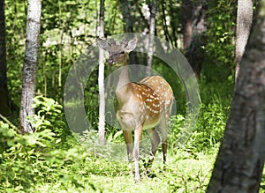 Wild spotted deer in the forest