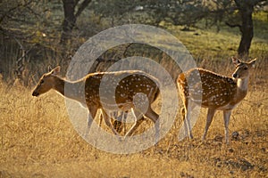 Wild spotted deer at Ranthambore National Park photo