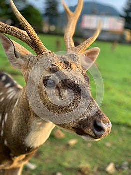 Wild Spotted Deer Stag (Axis Axis animal closeup)