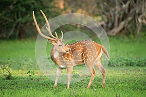 Wild Spotted Deer In Yala National Park