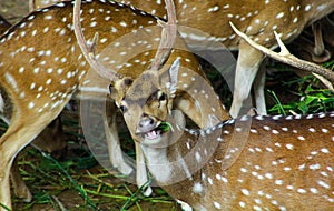 Wild Spotted deer in Yala National park, Sri Lanka