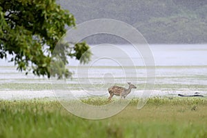 Wild Spotted deer