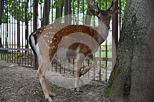 Wild spotted deer in the zoo