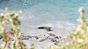 Wild spotted fur seal rookery, pacific harbor sea lion resting, California beach