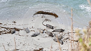 Wild spotted fur seal rookery, pacific harbor sea lion resting, California beach