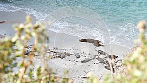 Wild spotted fur seal rookery, pacific harbor sea lion resting, California beach