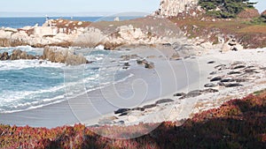 Wild spotted fur seal rookery, pacific harbor sea lion resting, California beach