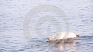 Wild spotted fur seal sleep on rock, pacific harbor sea lion resting. California