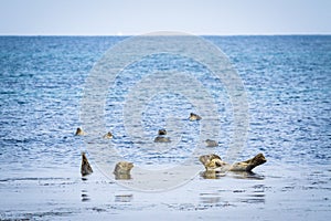 Spotted Seals, Rebun Island, Japan photo
