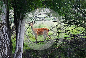 Wild spotter deer in forest