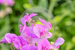 Wild sprawling pink vetch, on which a ladybug crawls