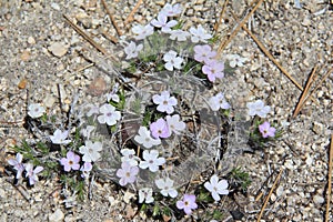 Wild spreading phlox