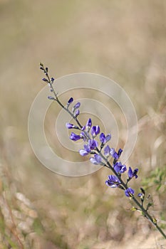 Wild spring flower - blue wild-indigo