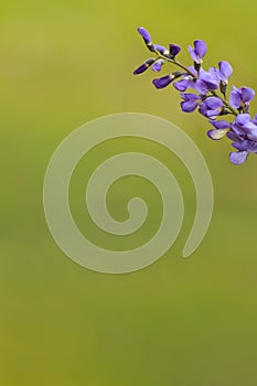 Wild spring flower - blue wild-indigo