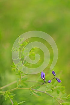 Wild spring flower - blue wild-indigo