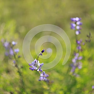 Wild spring flower - blue wild-indigo