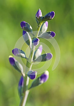 Wild spring flower - blue wild-indigo