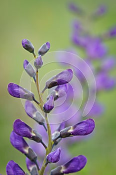 Wild spring flower - blue wild-indigo