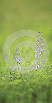 Wild spring flower - blue wild-indigo