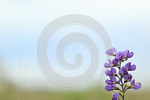 Wild spring flower - blue wild-indigo