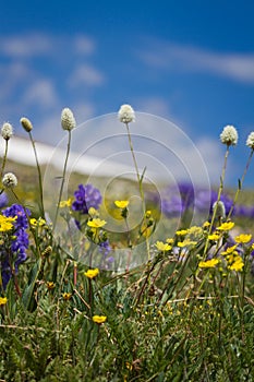 Wild spring flowers