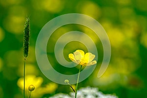 Wild spring flowers in a meadow isolated