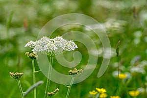 Wild spring flowers in a meadow isolated