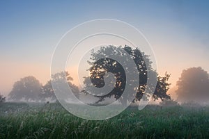 Wild spring morning misty nature at sunrise. Green grass and trees in fog. Colorful dawn sky over the fresh meadow