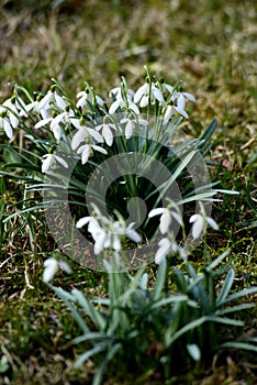 Wild spring snowdrop flower. Galanthus nivalis