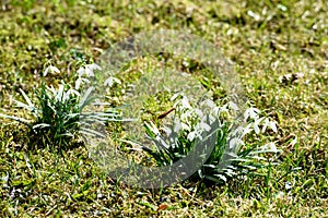 Wild spring snowdrop flower. Galanthus nivalis