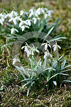 Wild spring snowdrop flower. Galanthus nivalis