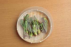 Wild spring of spring, bud of cod