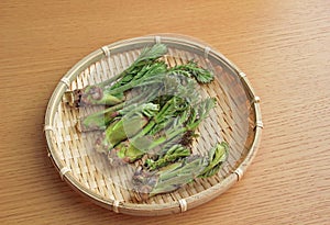 Wild spring of spring, bud of cod