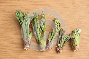 Wild spring of spring, bud of cod